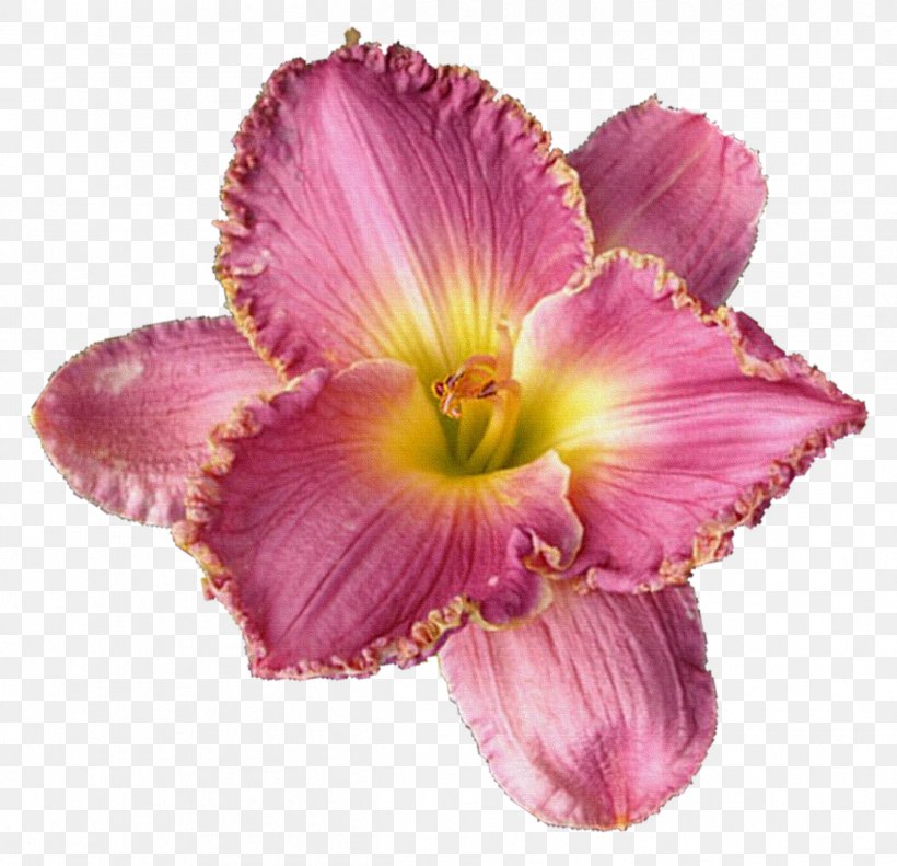 Cut Flowers Lilium Clip Art, PNG, 2424x2340px, Flower, Cut Flowers, Daylily, Flower Bouquet, Flower Garden Download Free