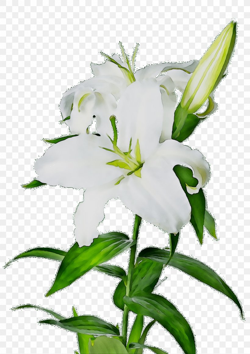 Madonna Lily Clip Art Easter Lily Flower Bouquet, PNG, 1121x1588px, Madonna Lily, Bellflower Family, Botany, Calla Lily, Cut Flowers Download Free