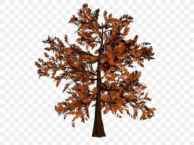 Oak Twig Tree, PNG, 1024x768px, 3d Computer Graphics, Oak, Branch, Leaf, Pinaceae Download Free