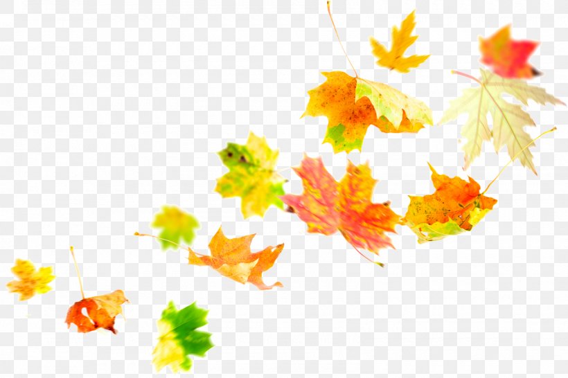 Autumn Leaf Color Autumn Leaf Color Maple Leaf, PNG, 1600x1067px, Leaf, Autumn, Autumn Leaf Color, Branch, Color Download Free
