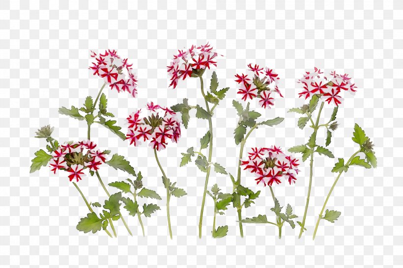 Floral Design Cut Flowers Herbaceous Plant Plant Stem Annual Plant, PNG, 2200x1466px, Floral Design, Annual Plant, Anthriscus, Botany, Cow Parsley Download Free