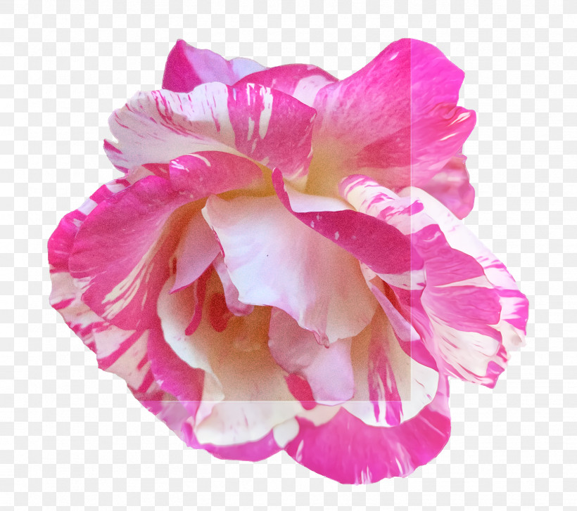 Garden Roses, PNG, 1624x1440px, Garden Roses, Artificial Flower, Cabbage Rose, Cut Flowers, Flower Download Free