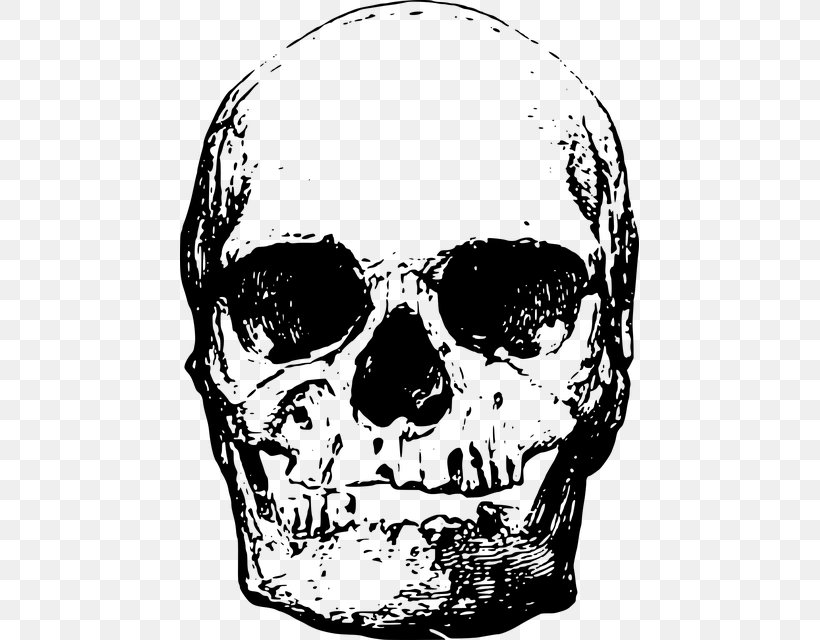 Human Skeleton Skull Head, PNG, 459x640px, Human Skeleton, Black And White, Bone, Drawing, Face Download Free