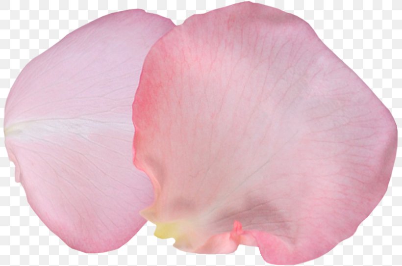 Petal Garden Roses Photography Ты — моя нежность Clip Art, PNG, 807x542px, Petal, Albom, Flower, Garden Roses, Liveinternet Download Free