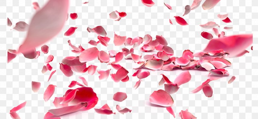Petal Rose Flower, PNG, 1824x847px, Petal, Flower, Flower Preservation, Heart, Magenta Download Free