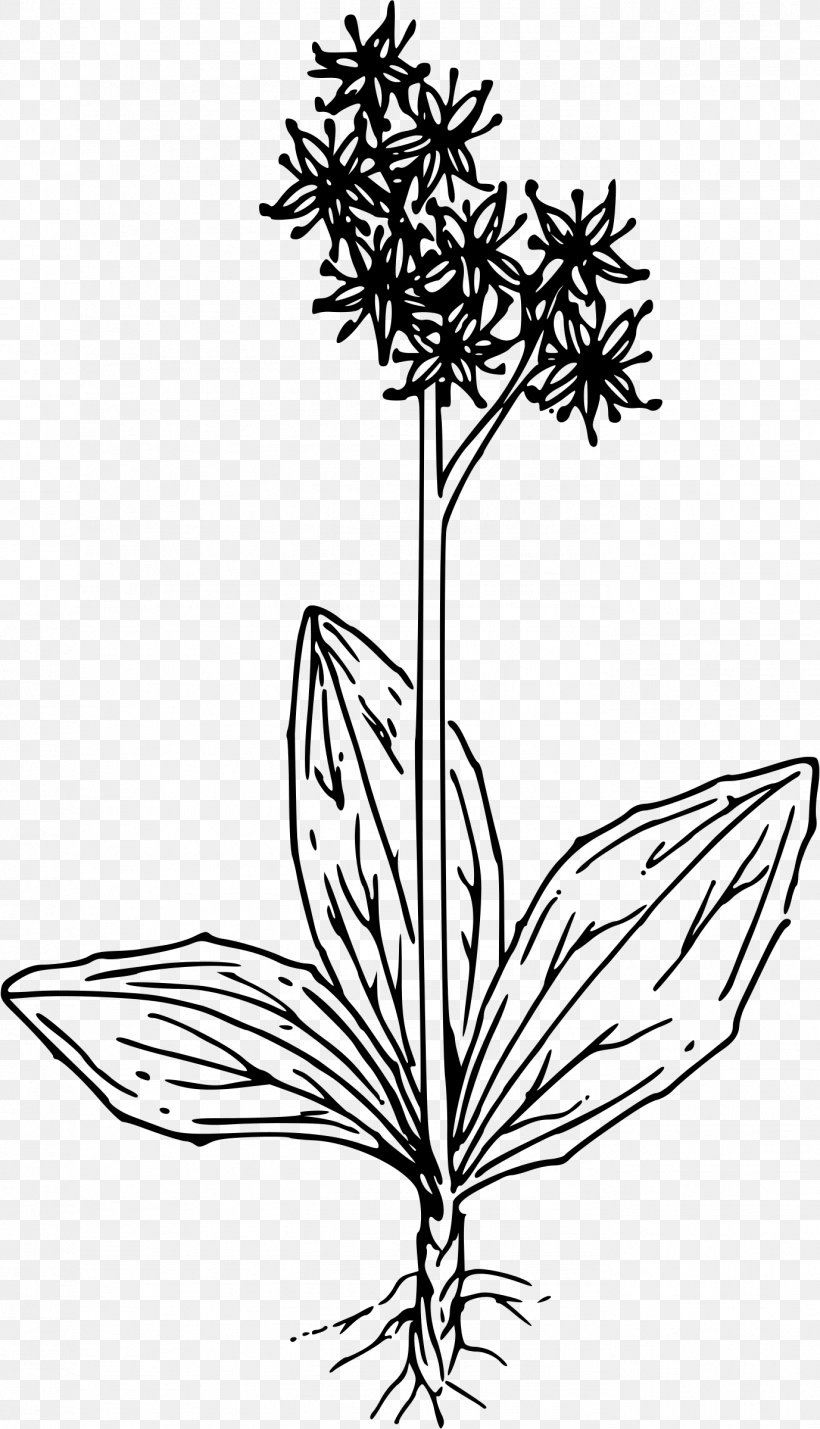 Rockfoils Swamp Saxifraga Cespitosa Clip Art, PNG, 1377x2400px, Rockfoils, Artwork, Black And White, Branch, Flora Download Free