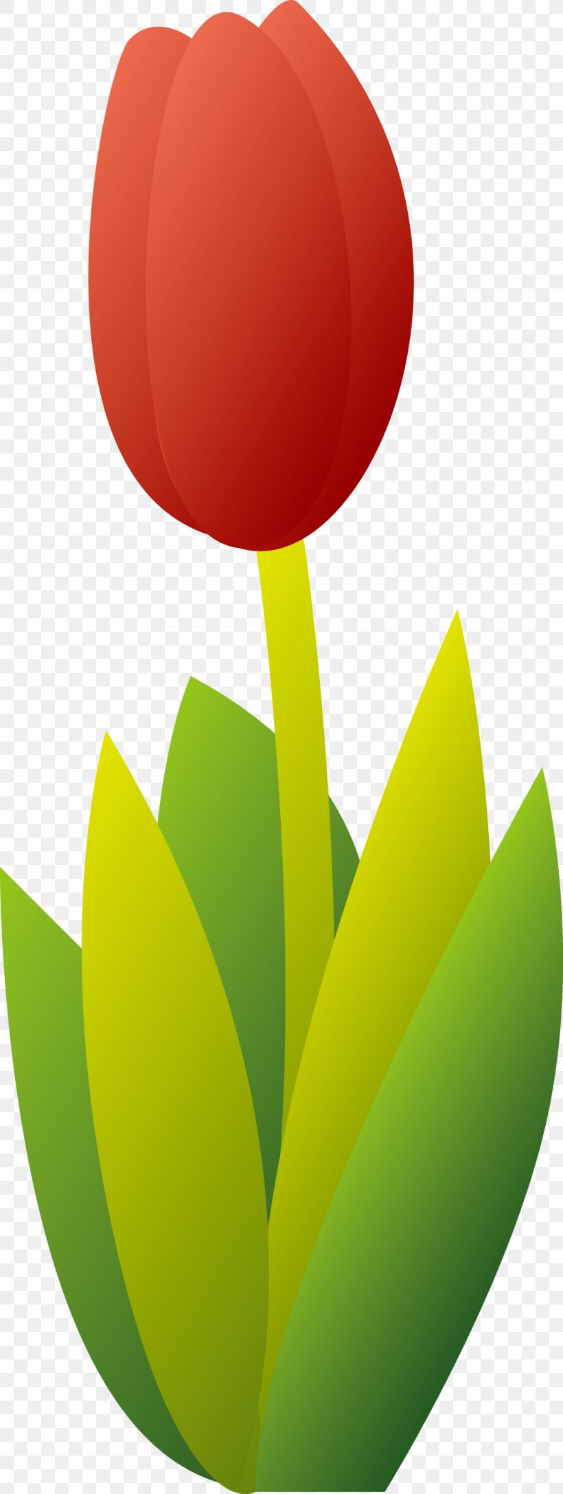 Tulip Flower, PNG, 1049x2784px, Tulip, Drawing, Flower, Flowering Plant, Fruit Download Free