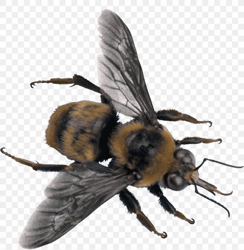 Western Honey Bee Insect Hornet, PNG, 1258x1291px, Bee, Arthropod, Beehive, Bumblebee, Fly Download Free