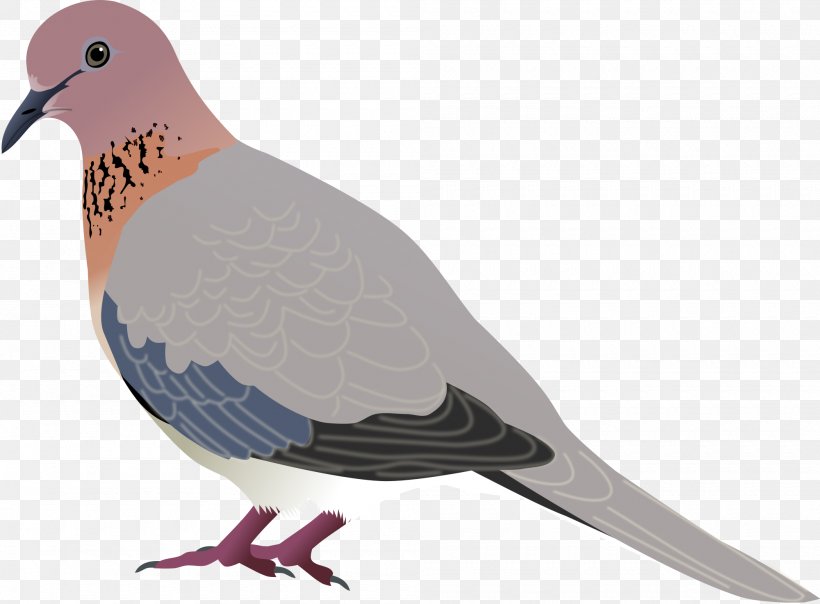 Bird Laughing Dove Mourning Dove Eurasian Collared Dove Clip Art, PNG, 2000x1474px, Bird, Animal Figure, Beak, Columbidae, Eurasian Collared Dove Download Free