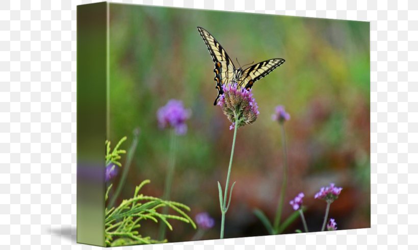 Brush-footed Butterflies English Lavender Butterfly Nectar, PNG, 650x490px, Brushfooted Butterflies, Brush Footed Butterfly, Butterfly, English Lavender, Flora Download Free