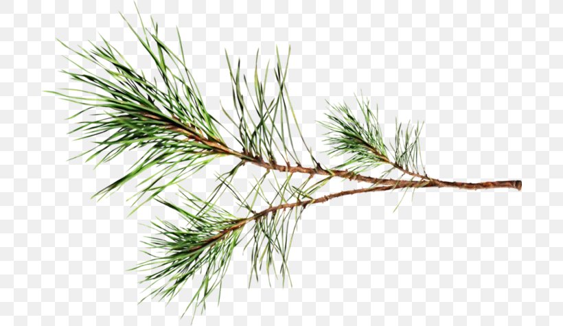 Christmas Black And White, PNG, 700x475px, Pine, American Larch, American Pitch Pine, Branch, Casuarina Download Free