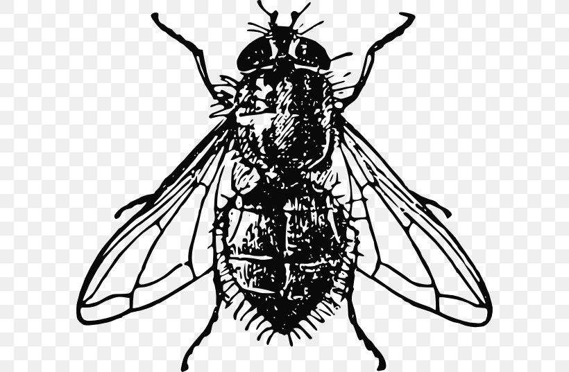 Housefly Clip Art, PNG, 600x537px, Housefly, Arthropod, Artwork, Black And White, Chlorops Pumilionis Download Free