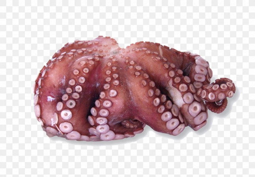 Octopus Cyanea Cephalopod Common Octopus Animal, PNG, 870x603px, Octopus, Animal, Cephalopod, Common Octopus, Cooking Download Free