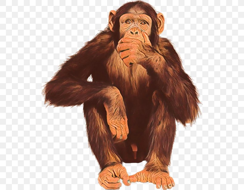 Chimpanzee Monkey Ape Primate Bonobo, PNG, 544x640px, Chimpanzee, Ape, Art, Bonobo, Bornean Orangutan Download Free