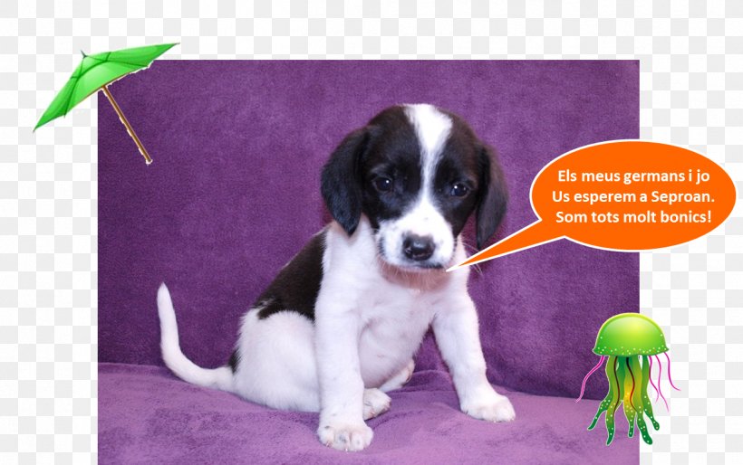 Drentse Patrijshond English Springer Spaniel Puppy Dog Breed Companion Dog, PNG, 1263x793px, Drentse Patrijshond, Breed, Carnivoran, Companion Dog, Crossbreed Download Free
