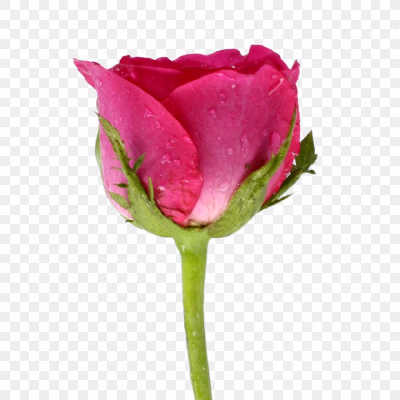 Garden Roses Cabbage Rose Cut Flowers Tulip Plant Stem, PNG, 1000x1000px, Garden Roses, Botany, Bud, Cabbage Rose, Cut Flowers Download Free