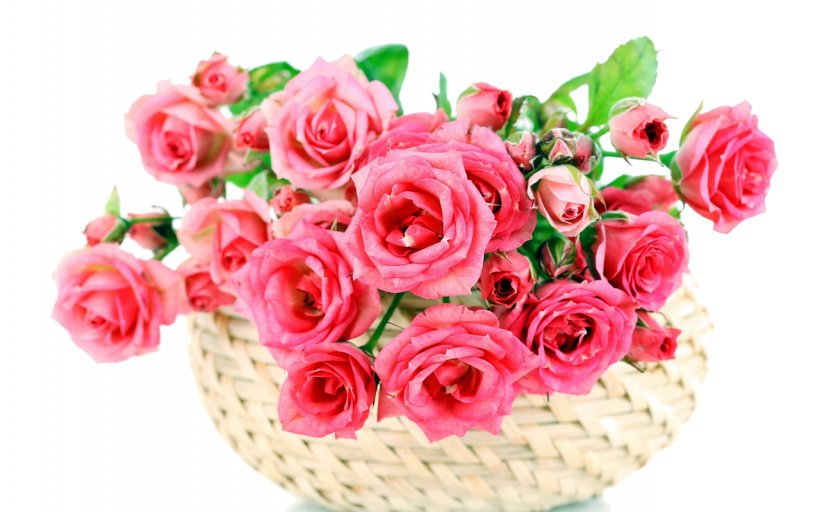 Garden Roses Flower Bouquet Pink, PNG, 1280x800px, Garden Roses, Artificial Flower, Color, Cut Flowers, Floral Design Download Free