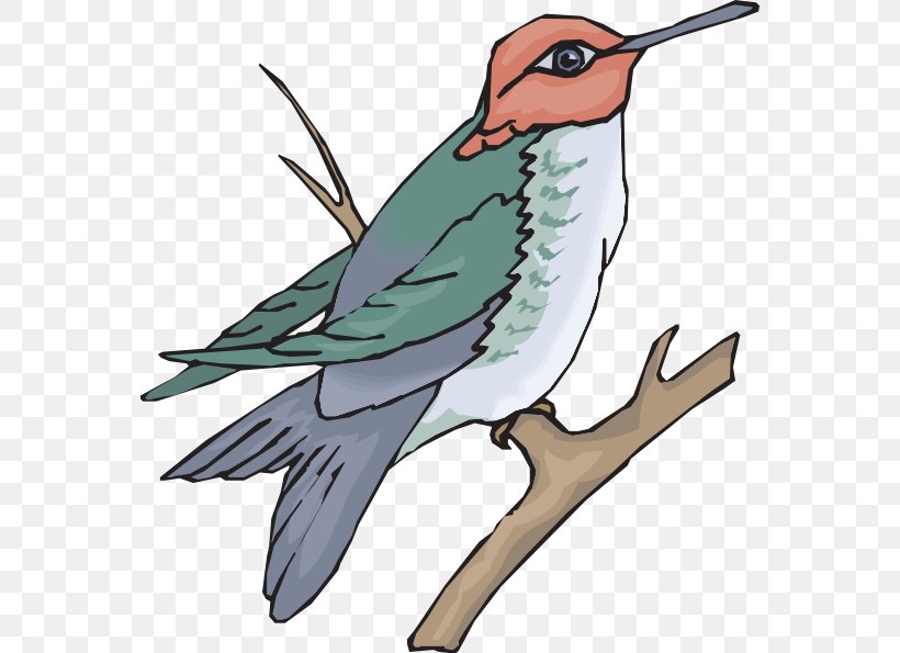 Hummingbird Wing Finch Clip Art, PNG, 564x595px, Bird, Animal, Art, Beak, Cuculiformes Download Free
