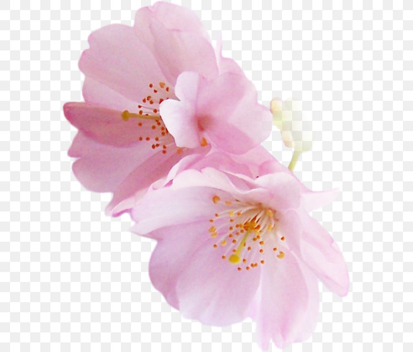 National Cherry Blossom Festival Flower, PNG, 574x699px, Blossom, Blog, Cherry, Cherry Blossom, Cut Flowers Download Free