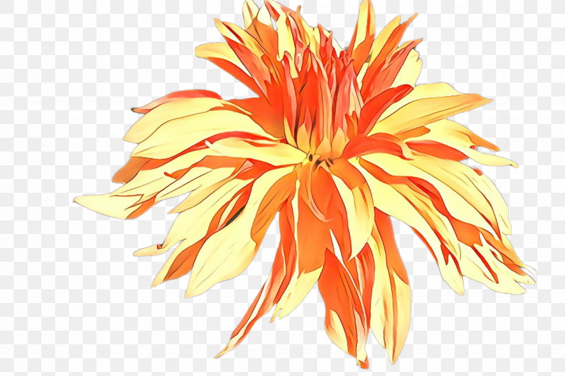 Orange, PNG, 2448x1632px, Orange, Flower, Petal, Plant, Yellow Download Free