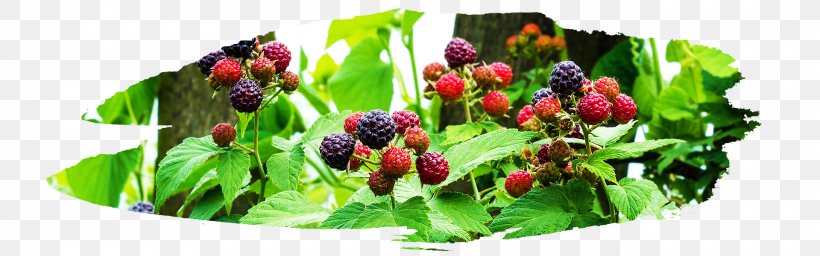 Superfood Natural Foods Local Food Vegetable, PNG, 1920x600px, Food, Berry, Blackberry, Currant, Flower Download Free