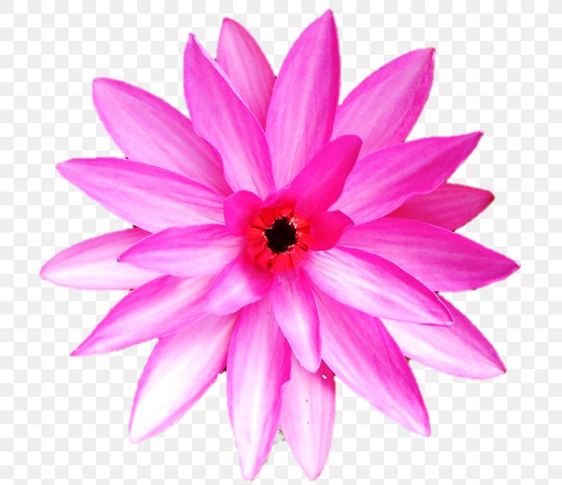 Dahlia Annual Plant Herbaceous Plant Close-up Pink M, PNG, 714x709px, Dahlia, Annual Plant, Aquatic Plant, Artificial Flower, Botany Download Free
