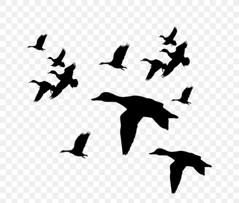 Duck Mallard Bird Clip Art, PNG, 782x695px, Duck, American Black Duck, Animal Migration, Beak, Bird Download Free