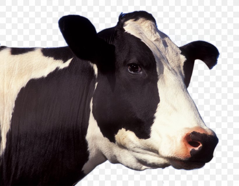 Holstein Friesian Cattle Jersey Cattle Guernsey Cattle Dairy Cattle Livestock, PNG, 1140x889px, Holstein Friesian Cattle, Agriculture, Animal Slaughter, Bovine Spongiform Encephalopathy, Calf Download Free