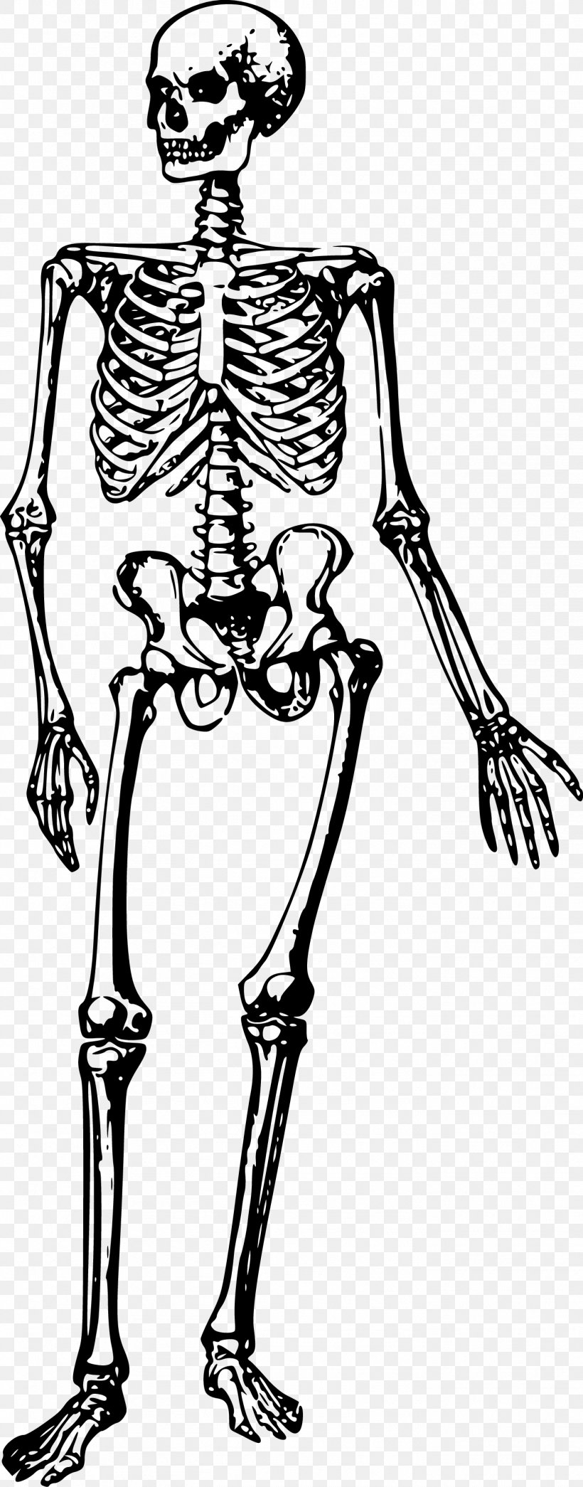 The Human Skeleton Bone Human Body, PNG, 1401x3572px, Watercolor, Cartoon, Flower, Frame, Heart Download Free