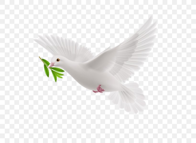 Vector Graphics Illustration Image Photograph Royalty-free, PNG, 600x600px, Royaltyfree, Beak, Bible, Bird, Doves As Symbols Download Free