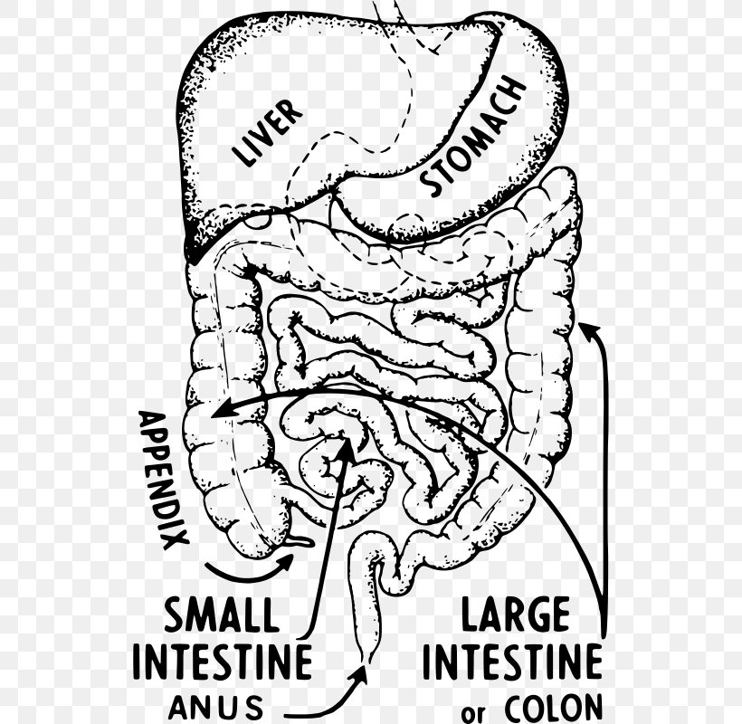 Appendix Appendicitis Large Intestine Symptom Abdominal Pain, PNG, 526x800px, Watercolor, Cartoon, Flower, Frame, Heart Download Free