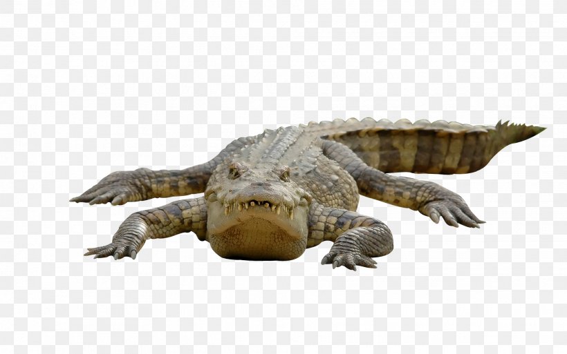 Crocodile Chinese Alligator Alligators, PNG, 1965x1230px, Crocodile, Alligator, Alligators, Chinese Alligator, Crocodiles Download Free