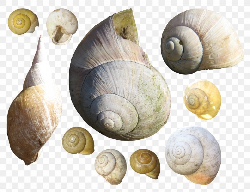 Gastropods Bolinus Brandaris Sea Snail Seashell, PNG, 2894x2230px, Gastropods, Animal, Balcis Grandis, Bolinus, Bolinus Brandaris Download Free