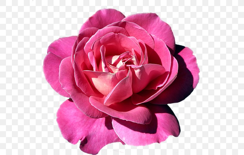 Rose Flower Pink Clip Art, PNG, 600x520px, Rose, China Rose, Cut Flowers, Floral Design, Floribunda Download Free