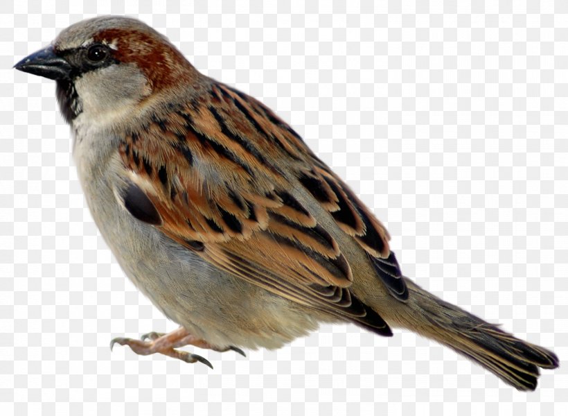 Sparrow Icon, PNG, 1468x1075px, Sparrow, Beak, Bird, Brambling, Document Download Free