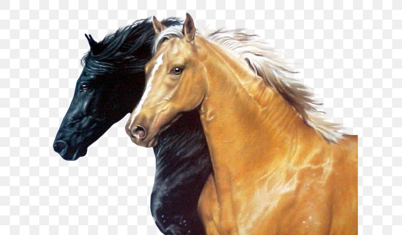 Arabian Horse Barb Horse Lusitano Mustang Stallion, PNG, 640x480px, Arabian Horse, Barb Horse, Blingee, Buckskin, Equestrian Download Free