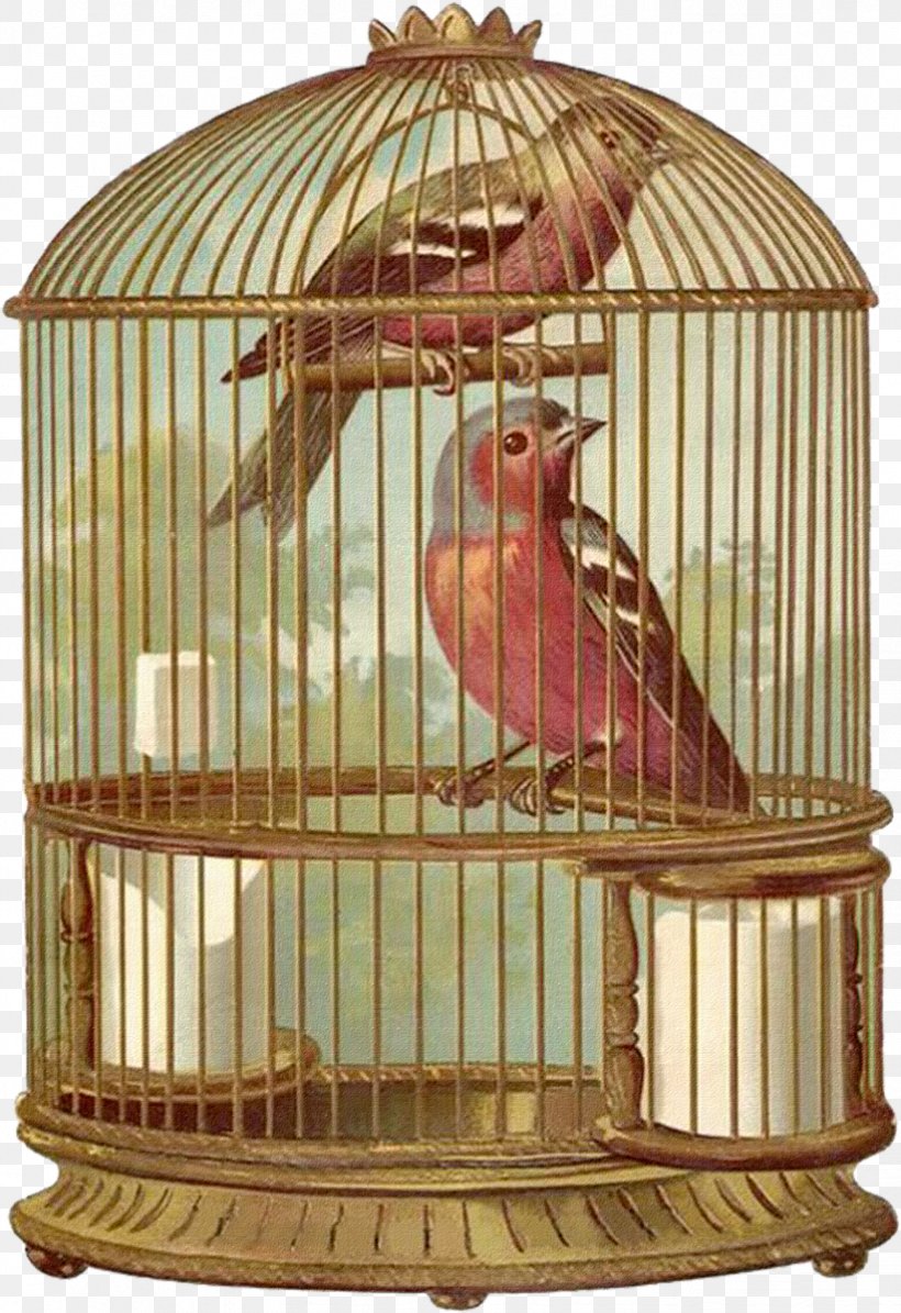 Birdcage Parrot Domestic Canary, PNG, 823x1200px, Bird, Bird Egg, Bird Food, Bird Nest, Birdcage Download Free