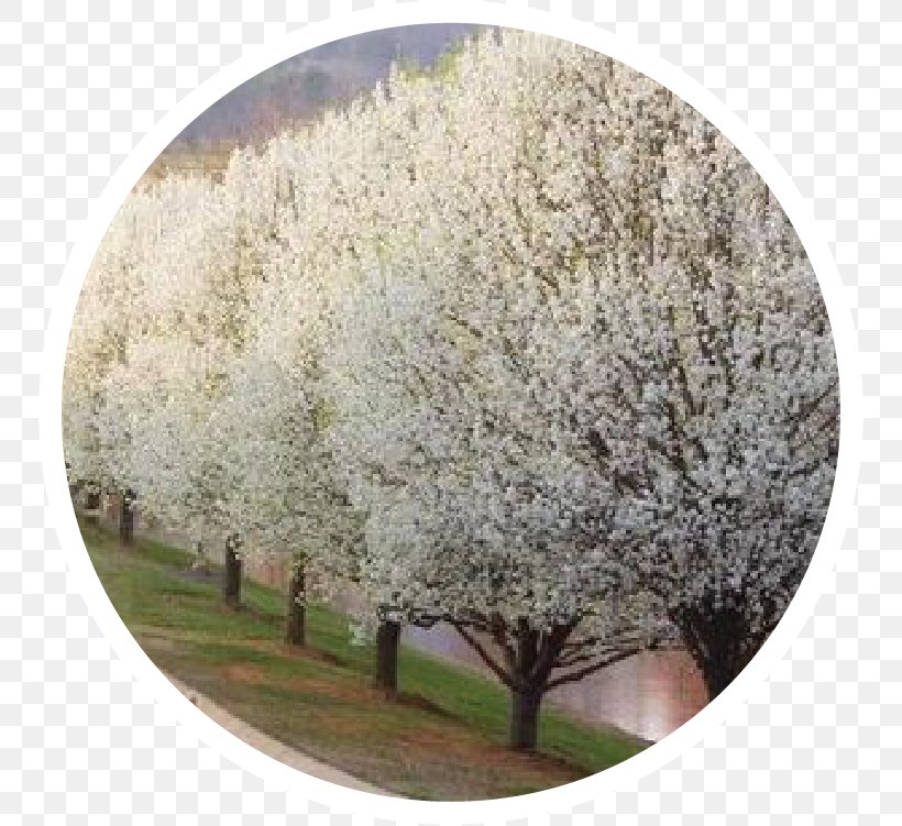 Callery Pear Tree Shrub Blossom Pruning, PNG, 762x751px, Callery Pear, Blossom, Branch, Cherry Blossom, Deciduous Download Free