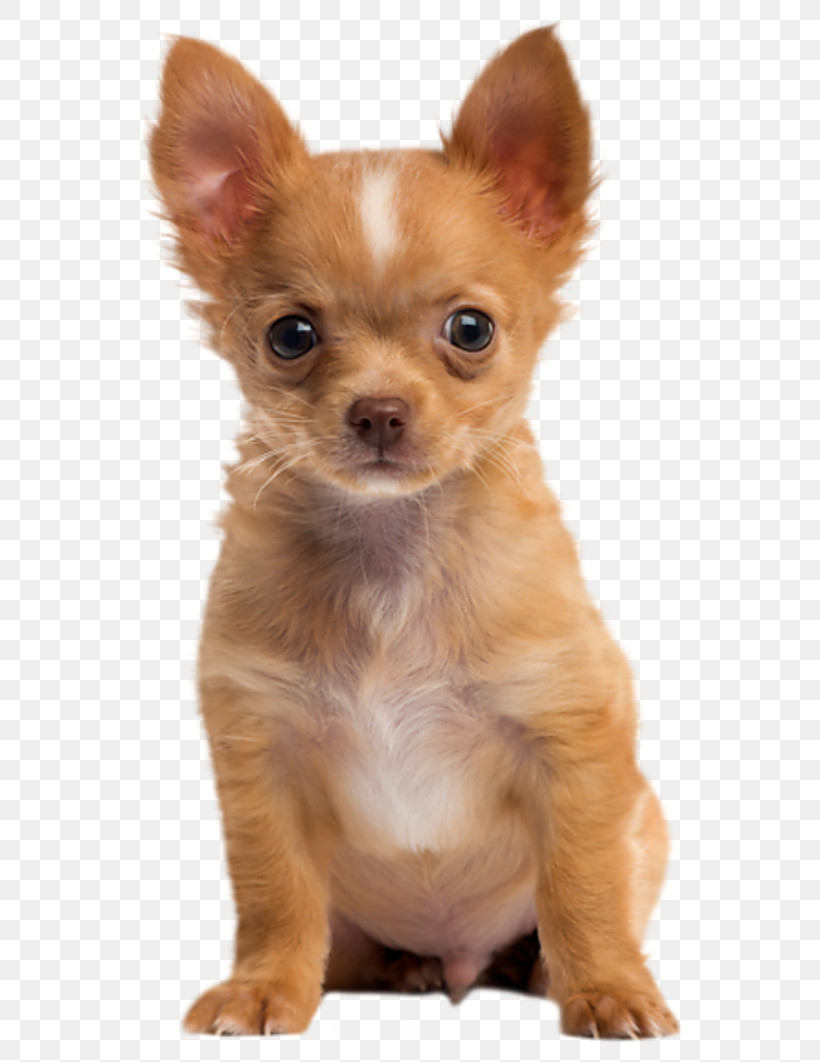 Dog Puppy Chihuahua Skin Nose, PNG, 800x1062px, Dog, Chihuahua, Companion Dog, Ear, English Toy Terrier Download Free