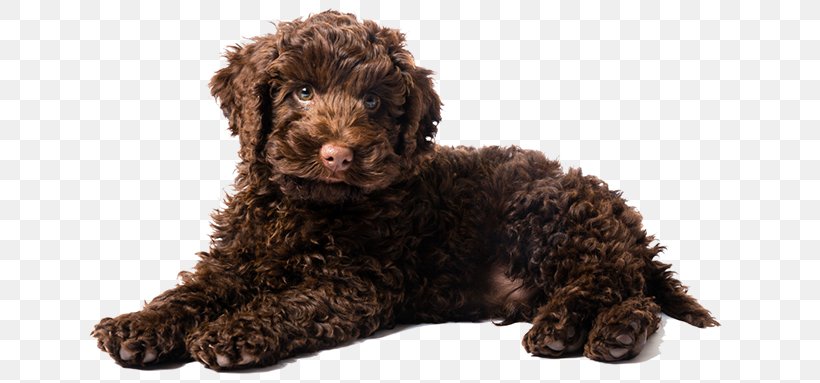 Labradoodle Goldendoodle Puppy Golden Retriever Poodle, PNG, 653x383px, Labradoodle, American Water Spaniel, Barbet, Breed, Breeder Download Free