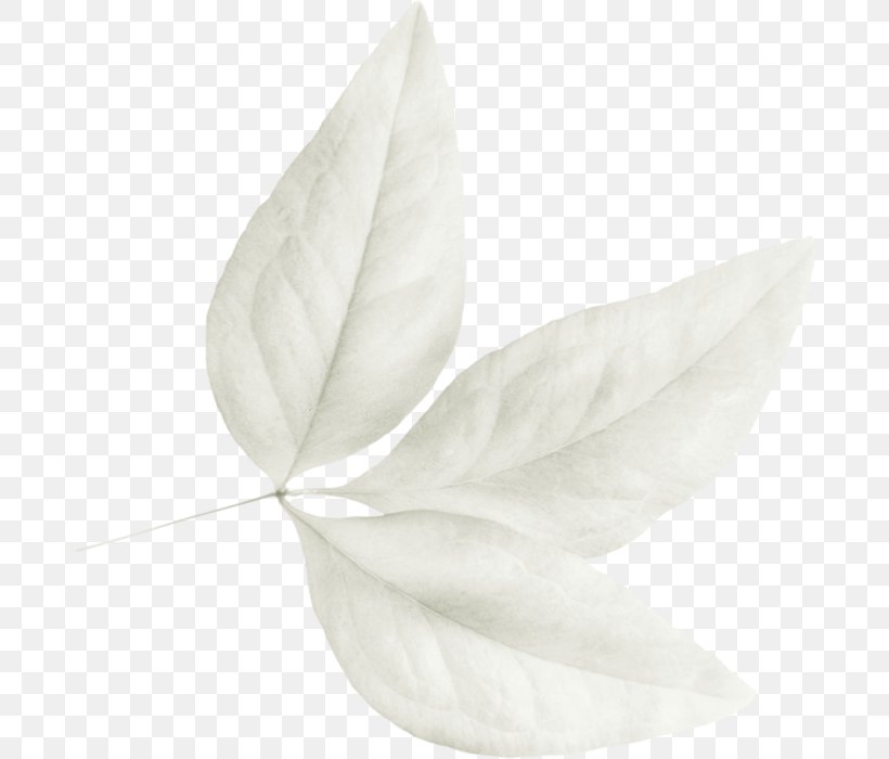 Petal Leaf White, PNG, 686x700px, Petal, Black And White, Flower, Leaf, Monochrome Download Free