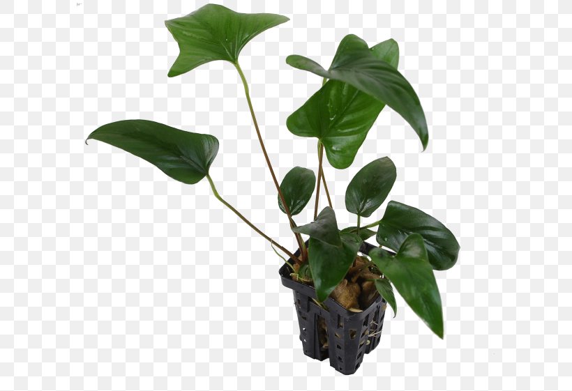 Anubias Barteri Var. Nana Aquarienpflanze Aquatic Plants Anubias Gracilis Houseplant, PNG, 600x561px, Anubias Barteri Var Nana, Alismatales, Anubias, Anubias Barteri, Aquarienpflanze Download Free