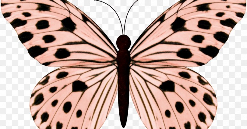 Butterfly Clip Art Image Butterflies & Moths Insect, PNG, 890x467px, Butterfly, Arthropod, Brush Footed Butterfly, Butterflies Moths, Color Download Free