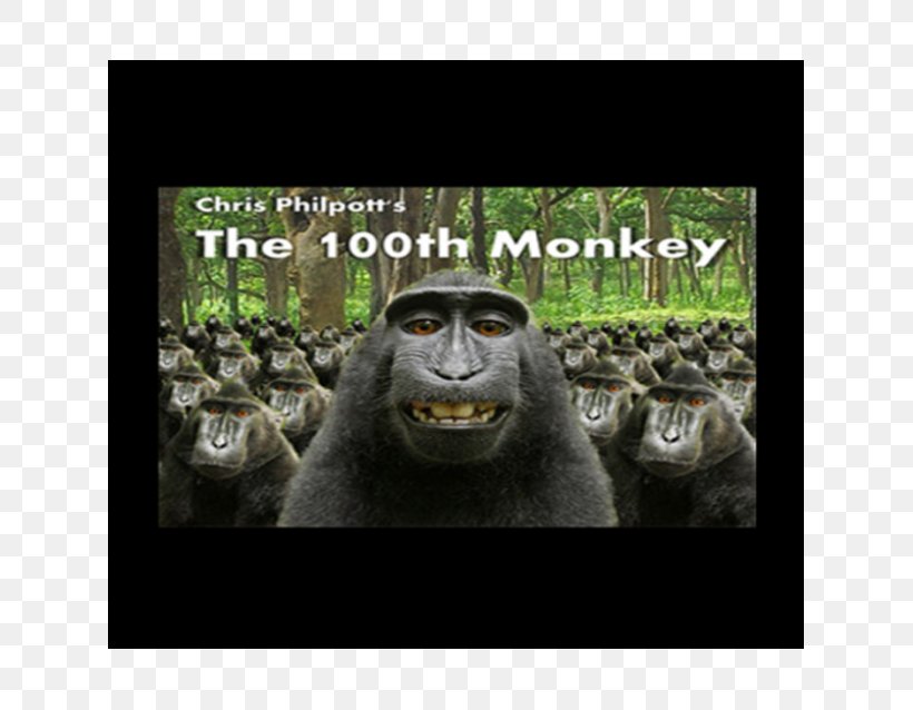 Gorilla Reflecting On Reflexivity: The Human Condition As An Ontological Surprise Hundredth Monkey Effect Hardcover, PNG, 625x638px, Gorilla, Ape, David Slater, Dvd, Fauna Download Free