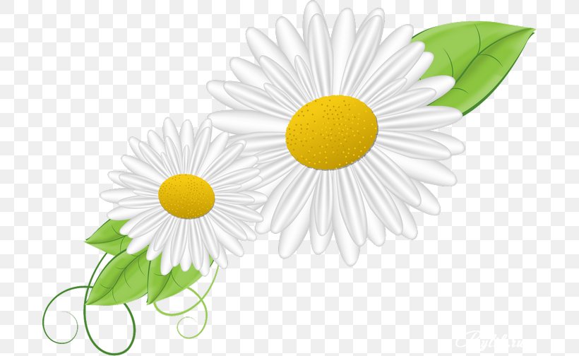 German Chamomile Asteroideae Oxeye Daisy, PNG, 700x504px, German Chamomile, Asteroideae, Chamomile, Daisy, Daisy Family Download Free