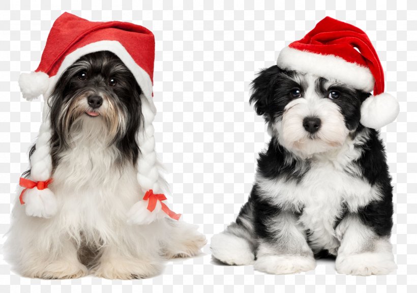 Havanese Chihuahua Santa Claus Puppy Christmas, PNG, 1422x1000px, Havanese Dog, Carnivoran, Christmas, Christmas Decoration, Companion Dog Download Free