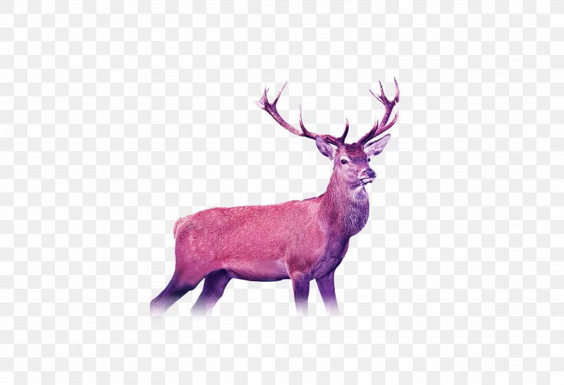 Reindeer Photography, PNG, 5031x3437px, Deer, Antler, Fauna, Formosan Sika Deer, Horn Download Free