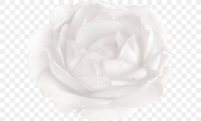 Centifolia Roses Garden Roses Black And White Cut Flowers, PNG, 600x495px, Centifolia Roses, Advertising, Black, Black And White, Cut Flowers Download Free