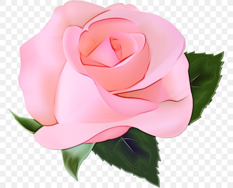 Garden Roses, PNG, 763x660px, One Flower, Artificial Flower, Camellia, China Rose, Closeup Download Free