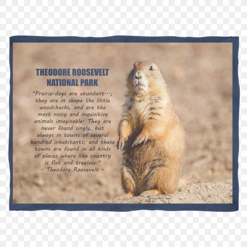 Prairie Dog Marmot Whiskers Snout, PNG, 1024x1024px, Prairie Dog, Fauna, Mammal, Marmot, Prairie Download Free